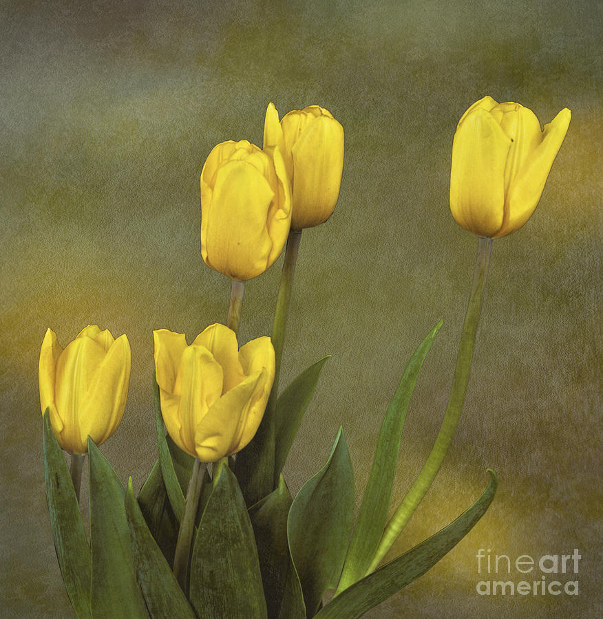 Antique Tulip Bouquet Photograph by Shirley Mangini