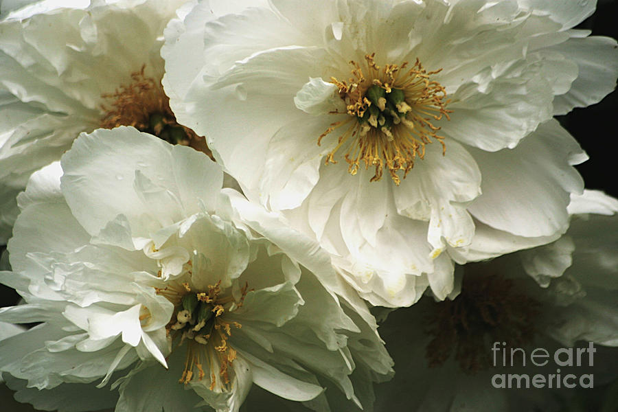 Peonies Photograph - Antique White by Living Color Photography Lorraine Lynch