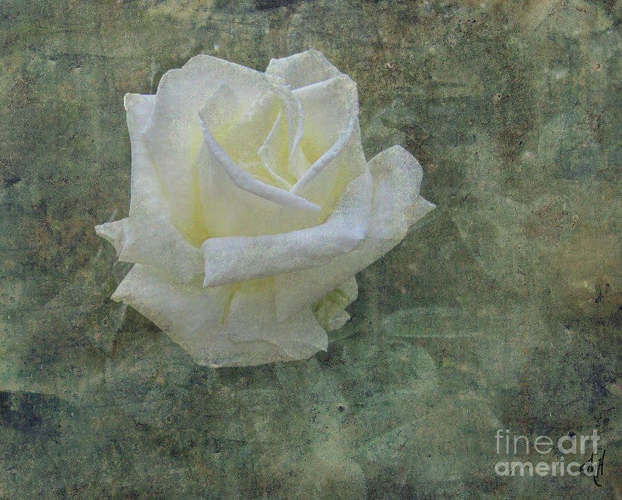 Antique White Rose Photograph by Victoria Harrington