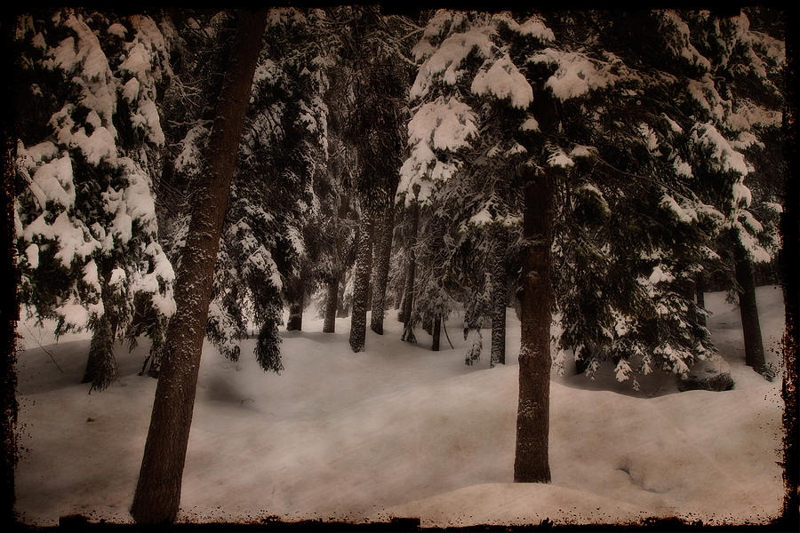 Antique woodscape Photograph by Roberto Pagani