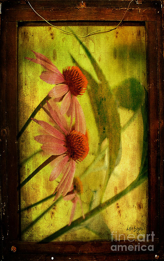 Nature Photograph - Antiqued Cone Flowers by Lois Bryan
