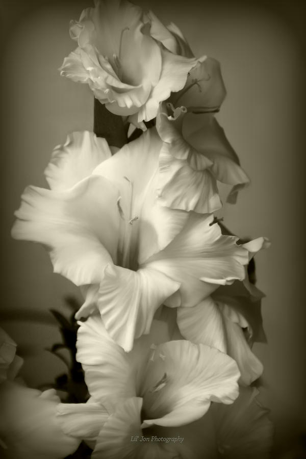Antiqued Gladiolus Photograph by Jeanette C Landstrom