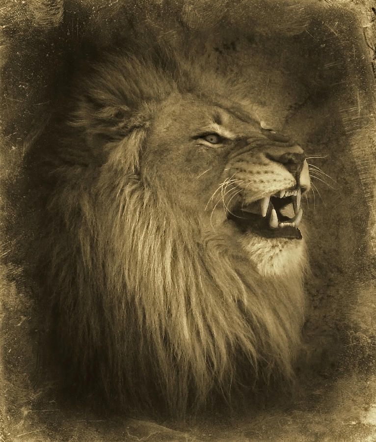 Antiqued Lion Photograph by Elaine Malott