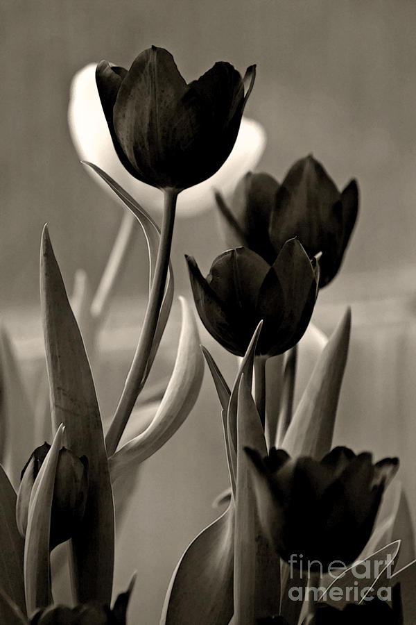 Antiqued Tulips Photograph by Chris Anderson