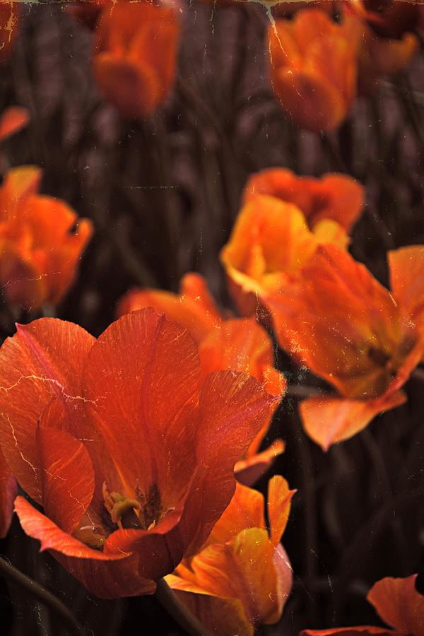 Antiqued Tulips Photograph by Michelle Calkins