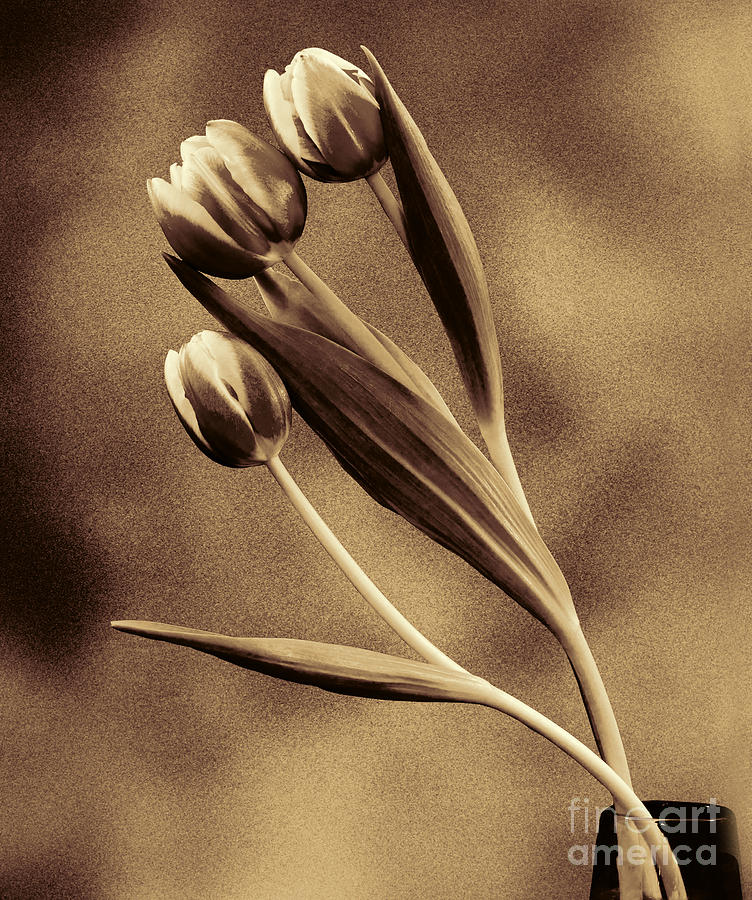 Antiqued Tulips Photograph by Shirley Mangini