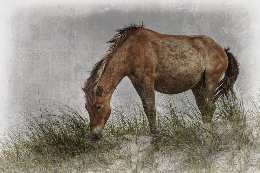 Antiqued Wild Horse  Photograph by Bob Decker
