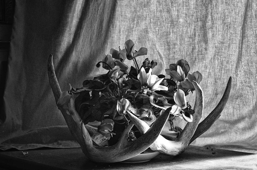 Antler Basket Photograph by Sue Capuano