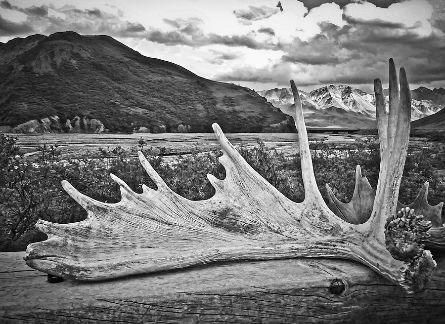 Antlers in Alaska Photograph by Betty Eich