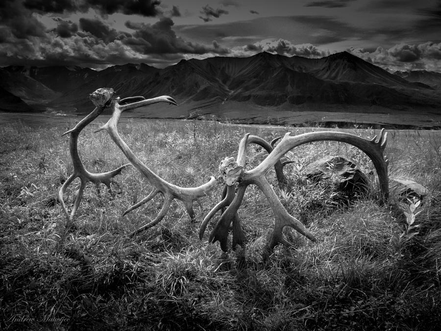 Antlers in Black and White Photograph by Andrew Matwijec