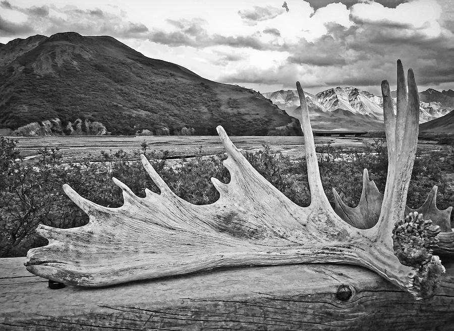 Antlers in Denali Photograph by Betty Eich