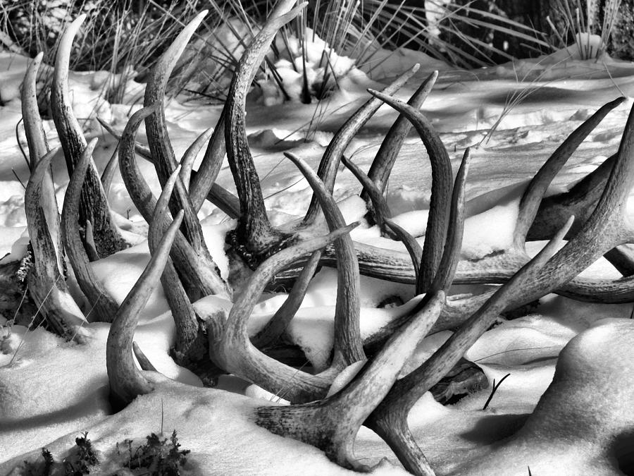 Antlers in the snow Photograph by Marion Muhm - Pixels