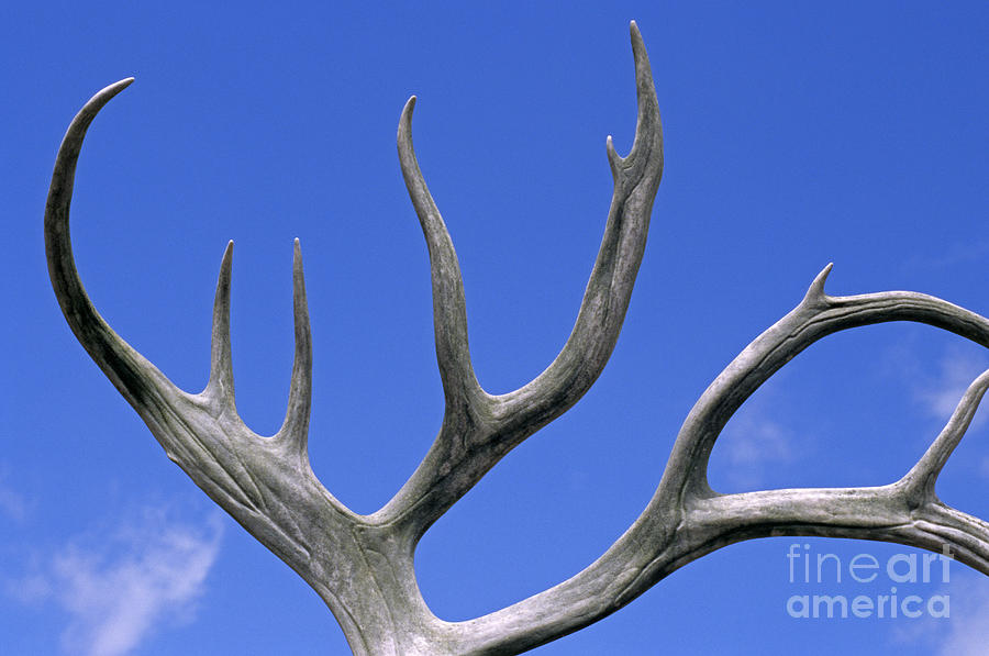 Antlers Photograph by Jim Corwin