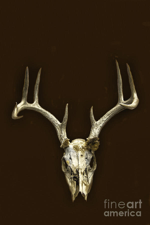 Antlers Photograph by Margie Hurwich