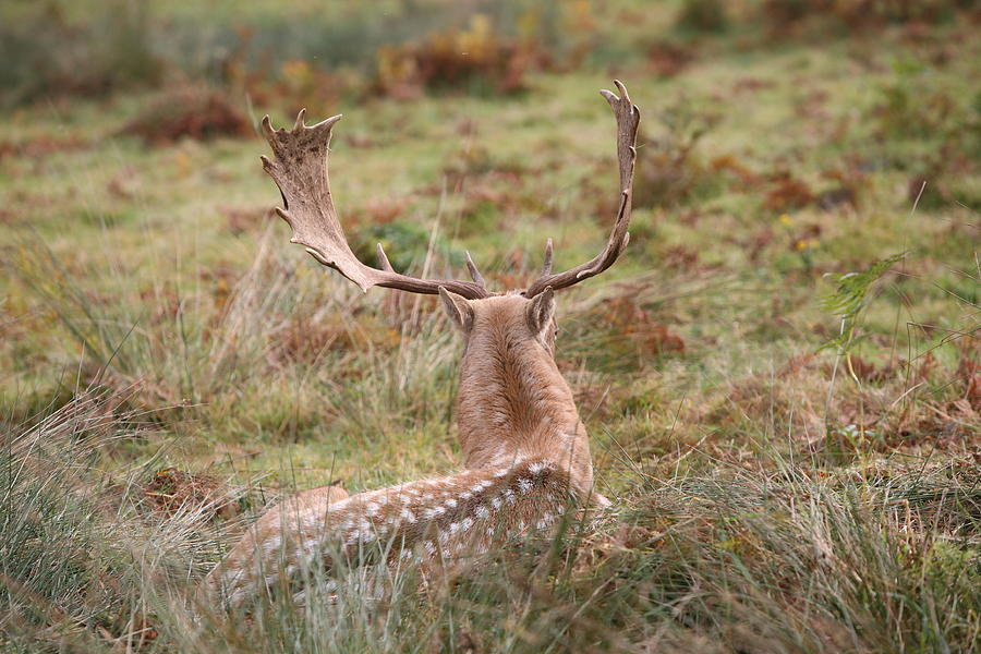 Deer Photograph - Antlers by Mark Severn