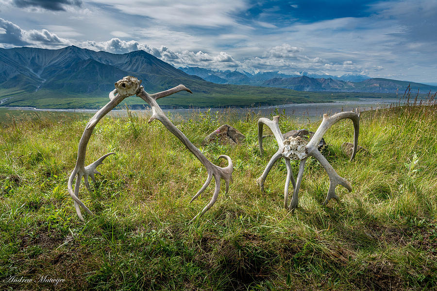 Antlers on the Hill Photograph by Andrew Matwijec