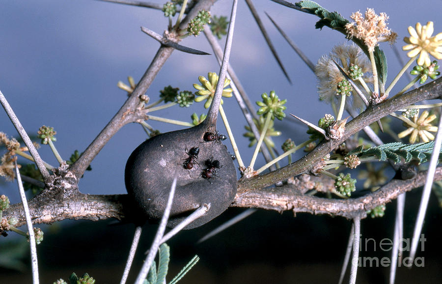 Ants And Acacia Tree Photograph by Gregory G. Dimijian, M.D.