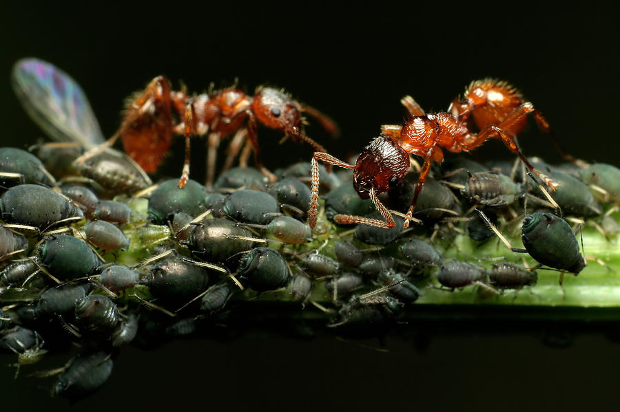 Ants and Aphids - Close up Photograph by Macroworld