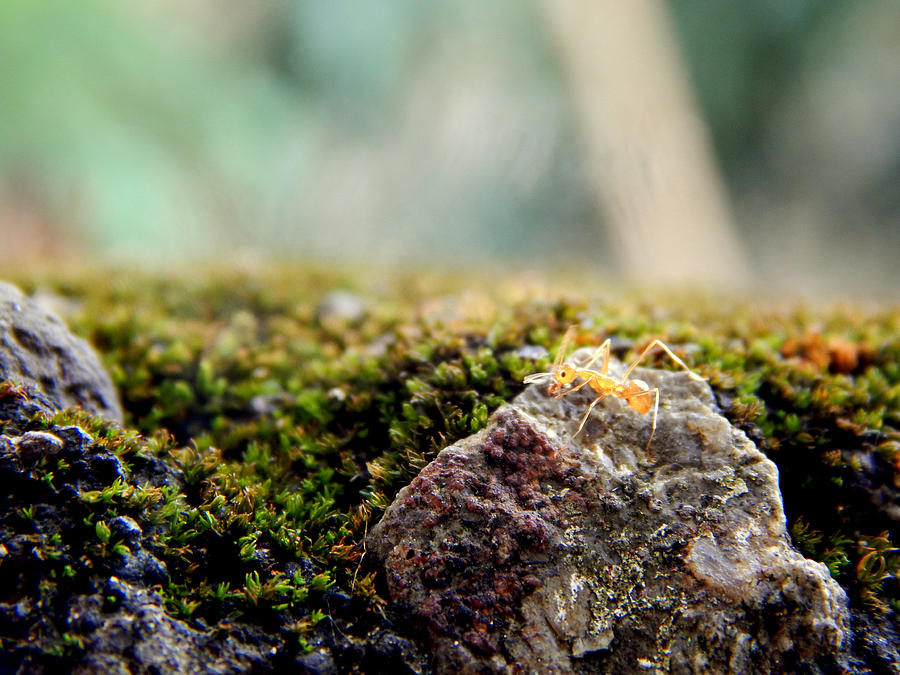 Wildlife Photograph - Ants and mosses 2 by Dave Alviorazi