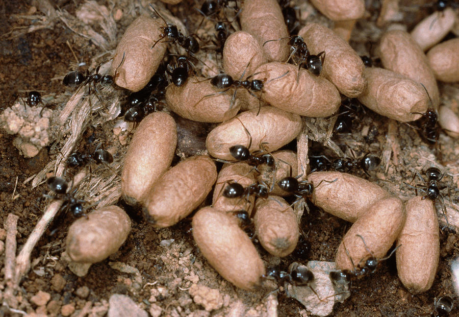Ants And Pupae Photograph by Sinclair Stammers/science Photo Library