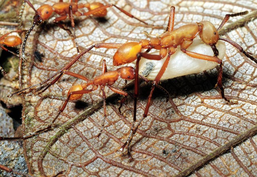 Ants Carrying A Pupa Photograph by Sinclair Stammers/science Photo Library