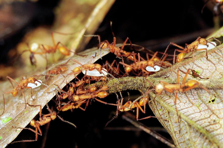 Ants Carrying Pupae And Larvae Photograph by Sinclair Stammers/science Photo Library