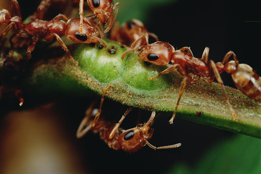 Ants  Drink Nectar From Whistling Thorn Photograph by Mark Moffett