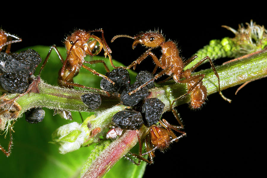 Ant Photograph - Ants Harvesting Leafhopper Honeydew by Dr Morley Read
