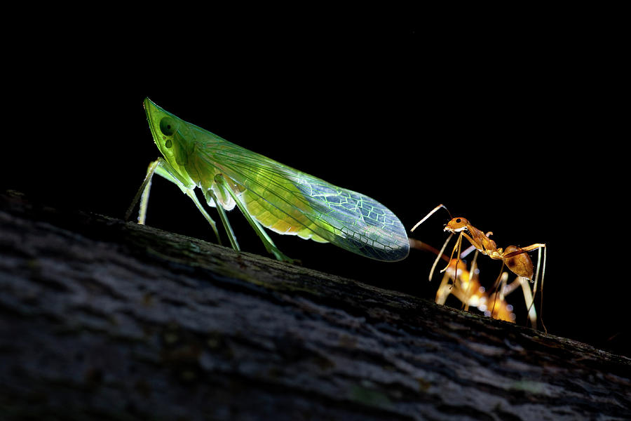 Ant Photograph - Ants Milking A Planthopper by Melvyn Yeo