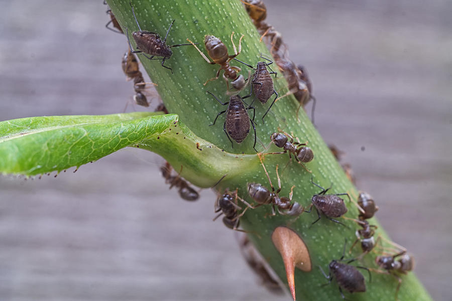 Black Aphids And Ants