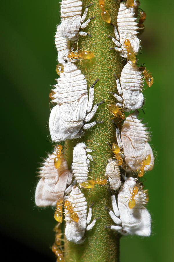 Ants Tending Planthopper Nymphs Photograph by Dr Morley Read