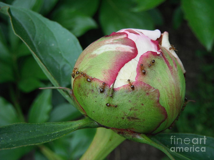 Ants Upon The Peony Photograph by Paddy Shaffer