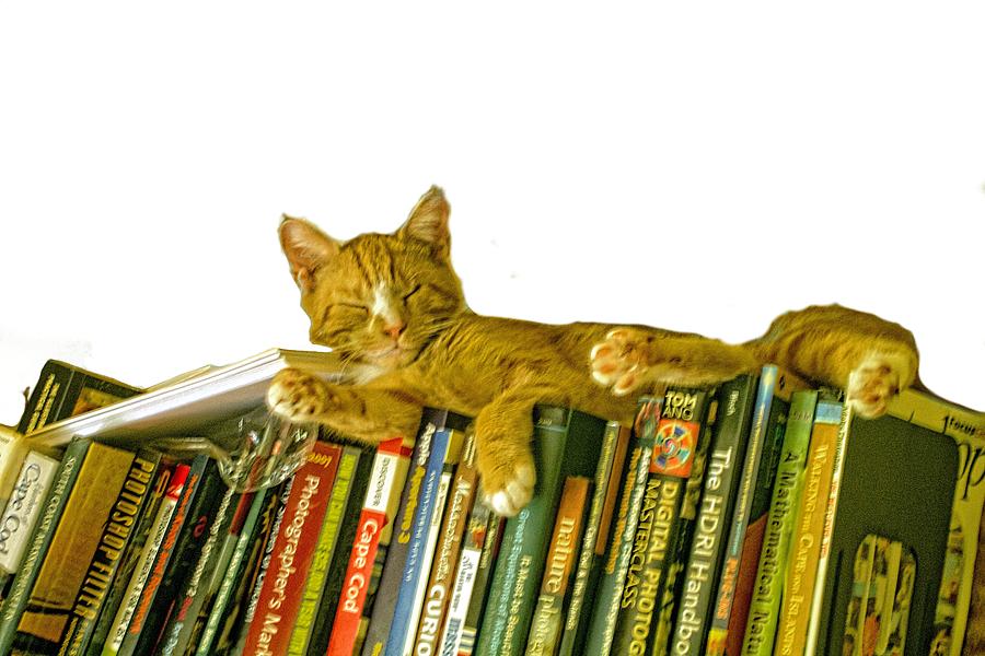 Any Bookshelf When Your Sleepy Photograph by Constantine Gregory