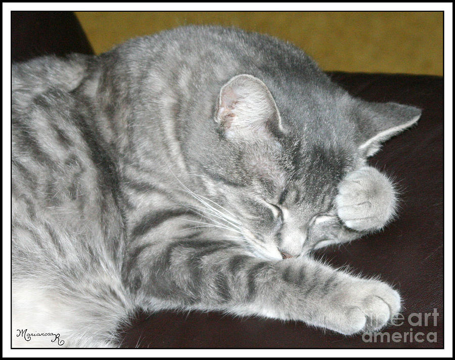 Cat Photograph - Anybody Got an Aspirin? by Mariarosa Rockefeller