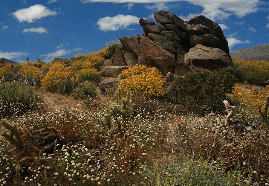Anza Borrego Desert in the Spring Photograph by Scott Cunningham