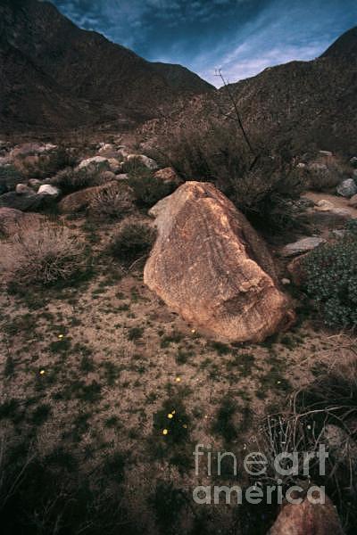 Desert Photograph - Anza Borrego Desert  Palm Canyon by Jon A Hartz Sr