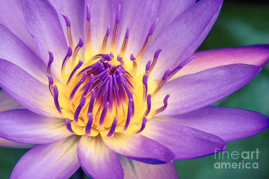 Flower Photograph - Ao Lani Heavenly Light by Sharon Mau