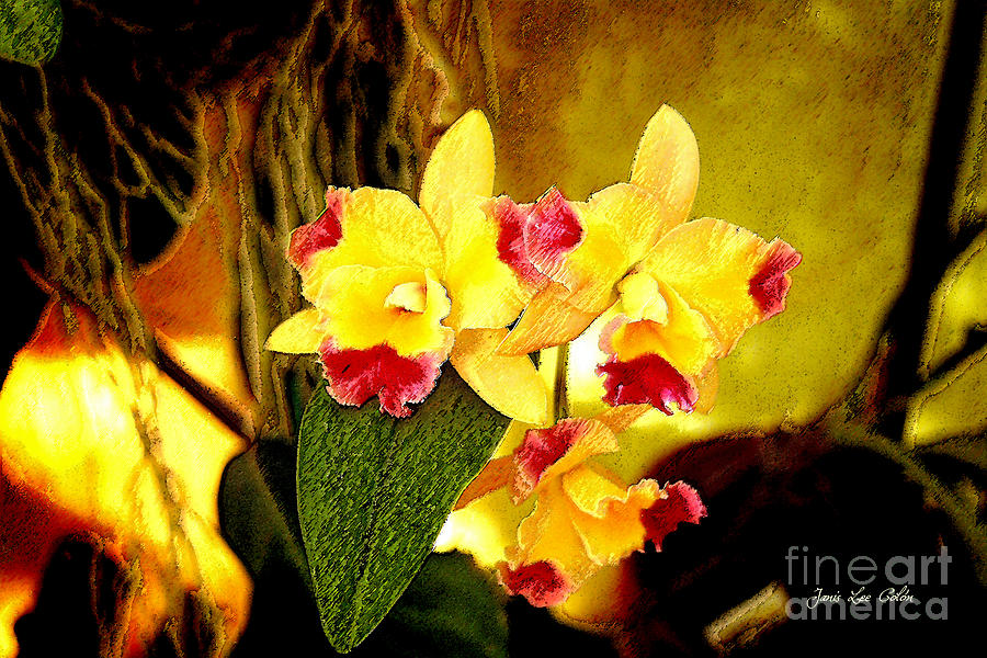 AOS Yellow Orchid 1 Photograph by Janis Lee Colon