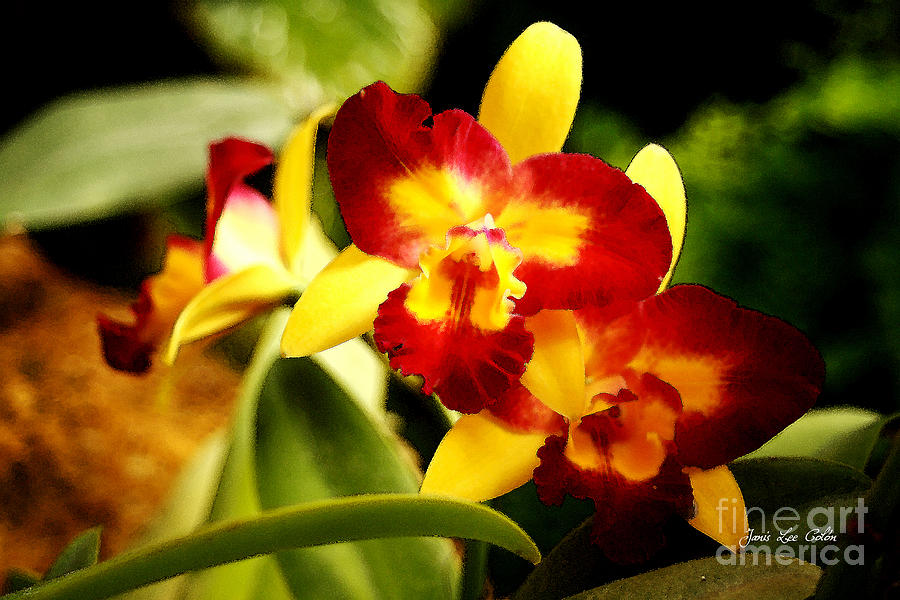AOS Yellow Orchid 2 Photograph by Janis Lee Colon