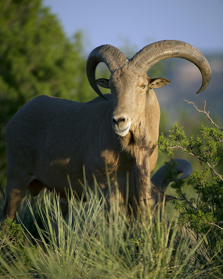 Aoudad Sheep Ram Photograph