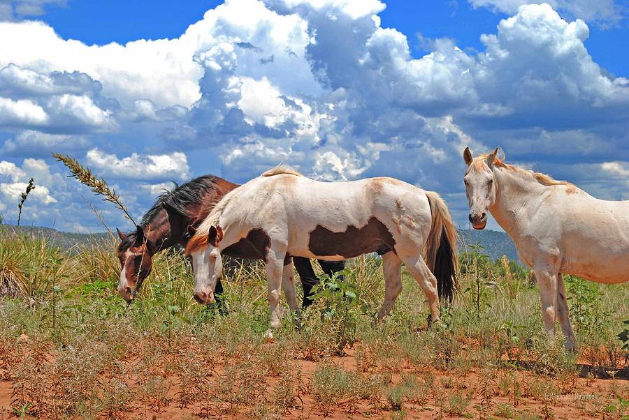Apache Horses Photograph by George Davidson