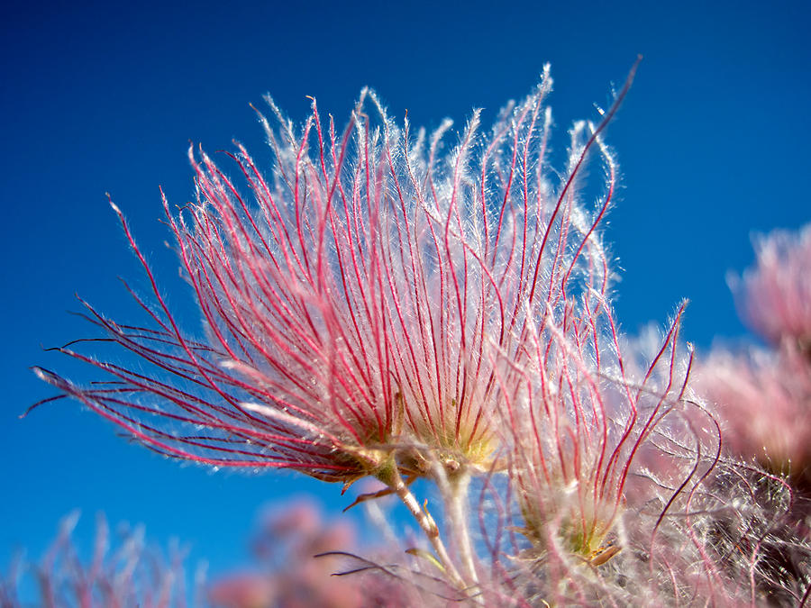 Apache Plume Photograph by Mary Lee Dereske