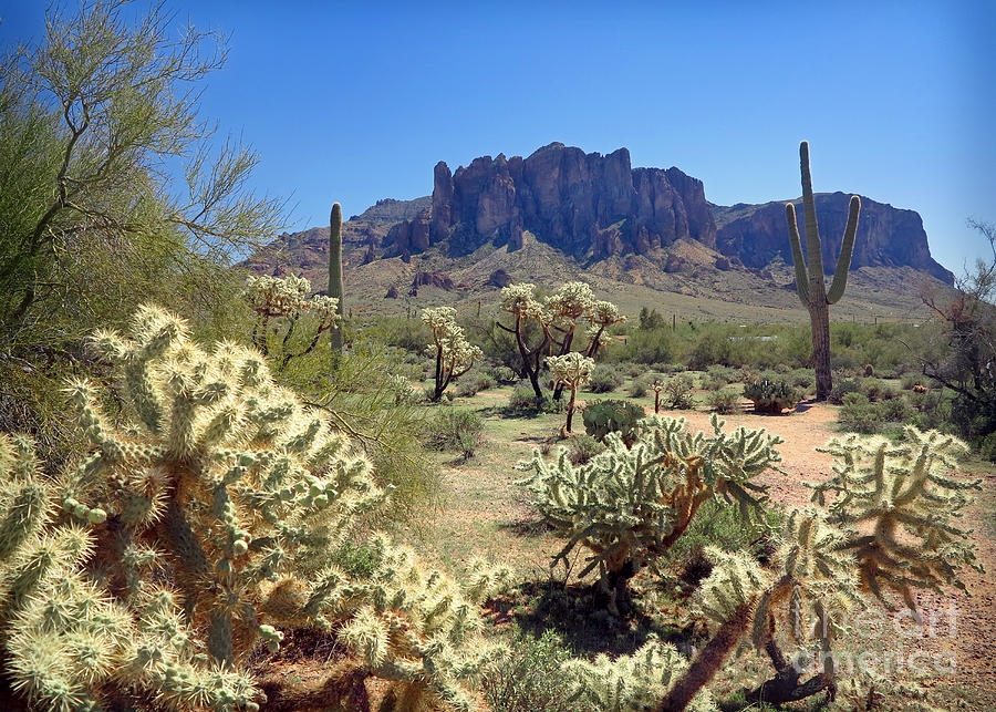 Apache Trail Cholla Cactus Photograph by Martin Konopacki