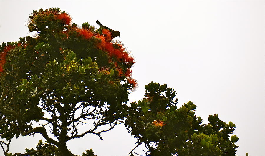 Apapane atop an Orange Ohia Lehua Tree  Photograph by Lehua Pekelo-Stearns