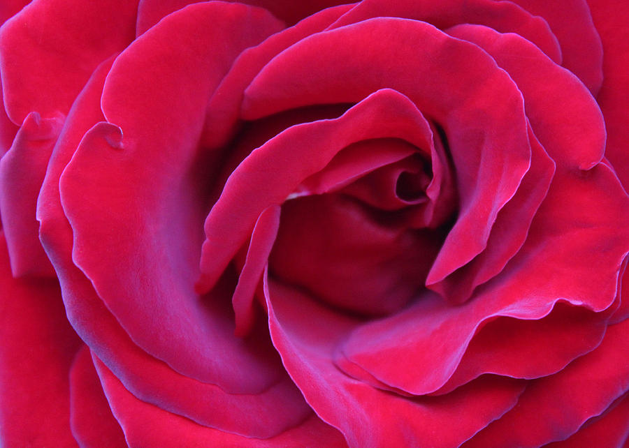 Rose Photograph - Apasionada by The Art Of Marilyn Ridoutt-Greene