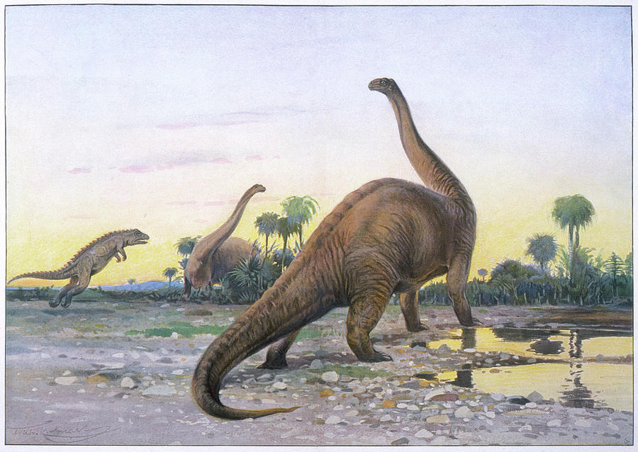 Apatosaurus (also Known Drawing by Mary Evans Picture Library Fine