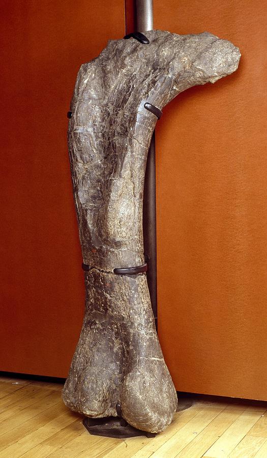 Apatosaurus dinosaur, fossil thigh bone Photograph by Science Photo Library
