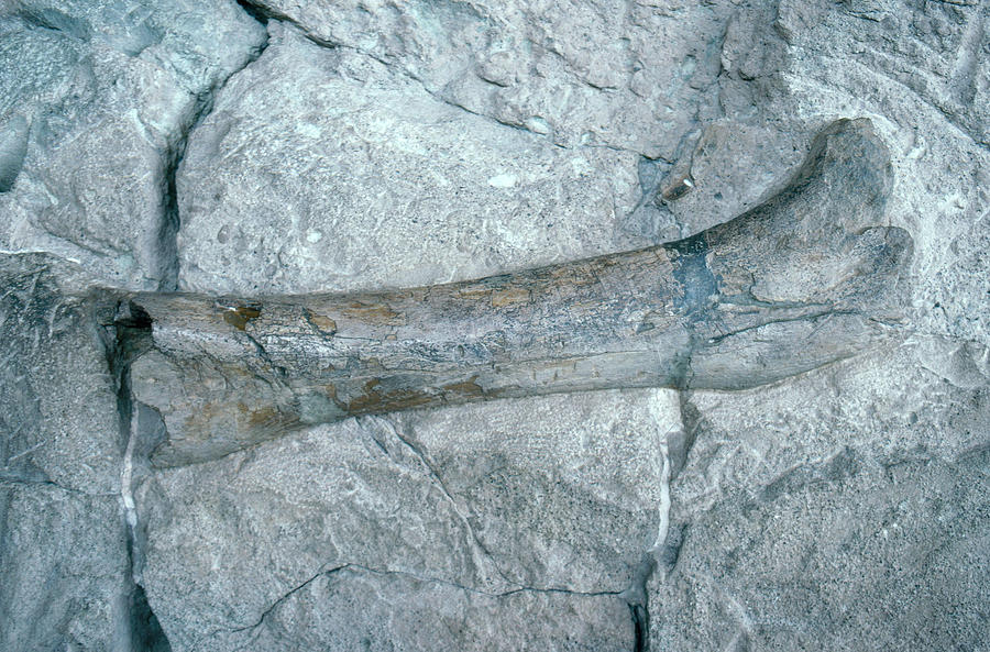 Apatosaurus Leg Bone Photograph by A.b. Joyce