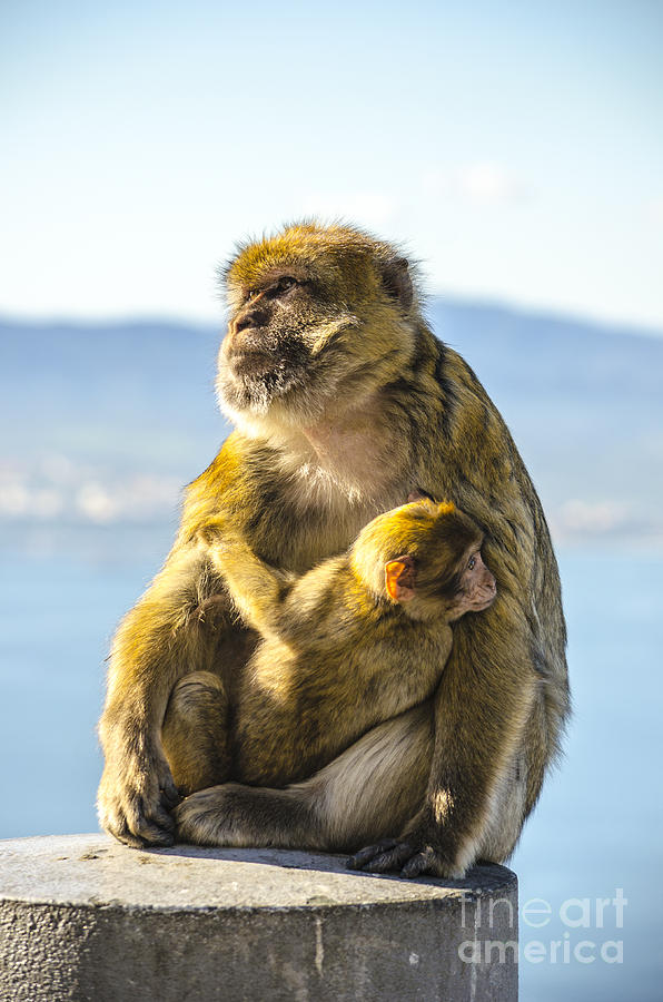 Ape Mother and Child Photograph by Deborah Smolinske