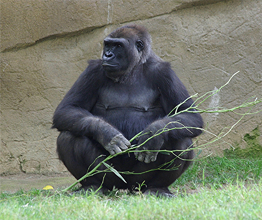 Ape With Twig Photograph by Mark Steven Burhart - Fine Art America